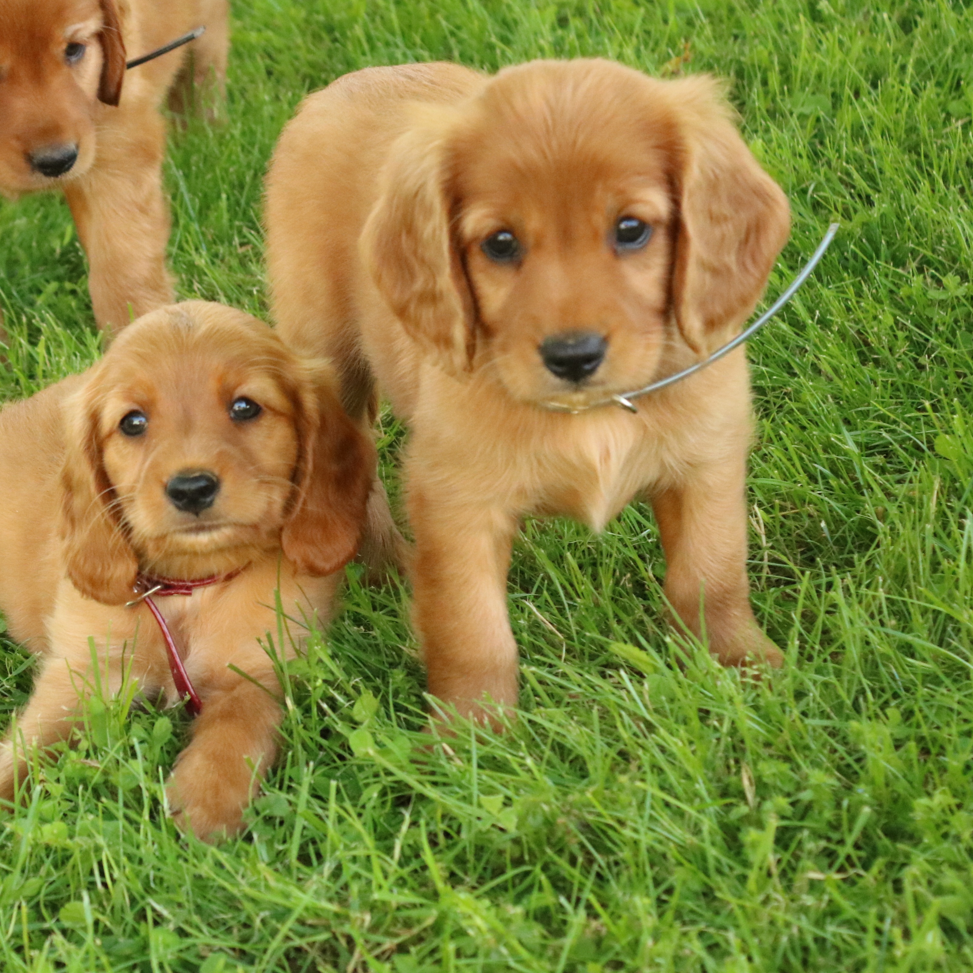 puppy, for, sale, Mini Golden Retriever, Ivan J. Stoltzfus, dog, breeder, Gordonville, PA, dog-breeder, puppy-for-sale, forsale, nearby, find, puppyfind, locator, puppylocator, aca